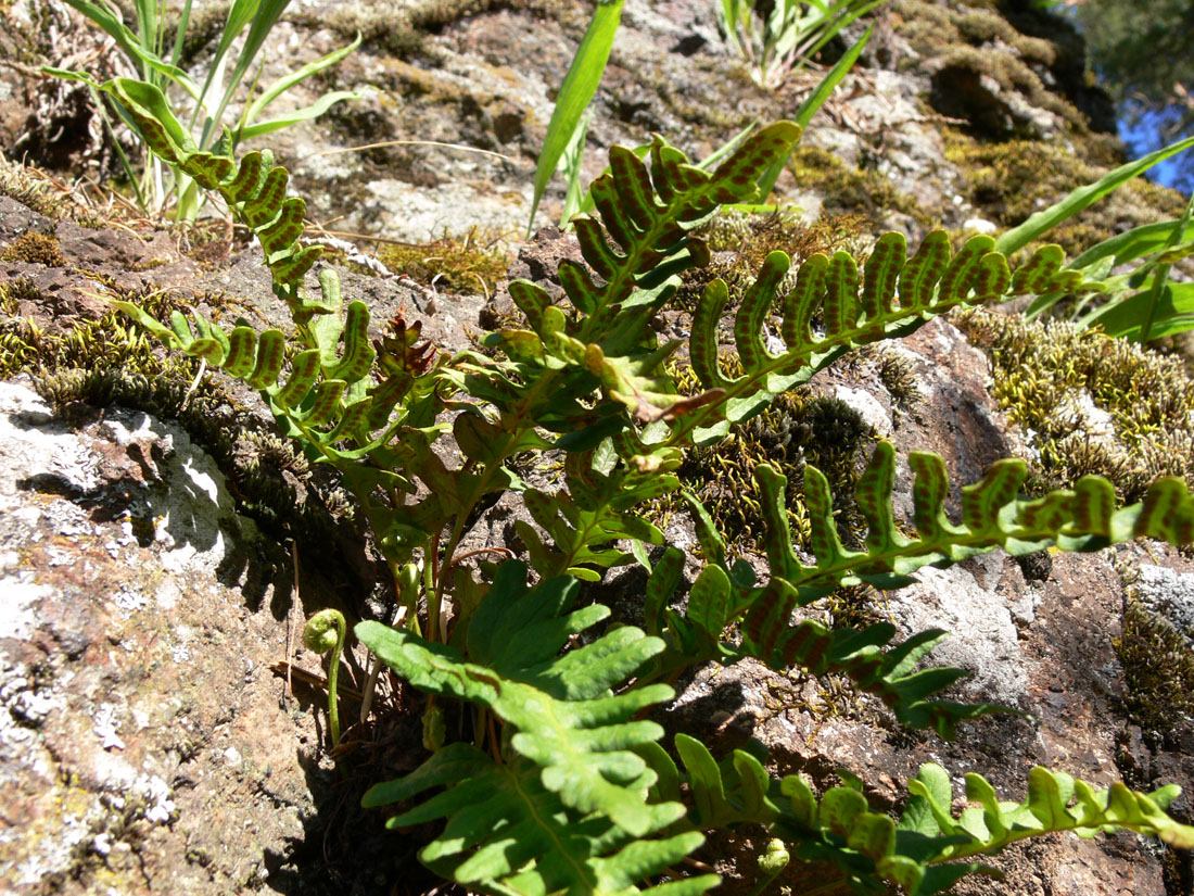 Image of Polypodium vulgare specimen.