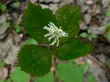 Chloranthus quadrifolius