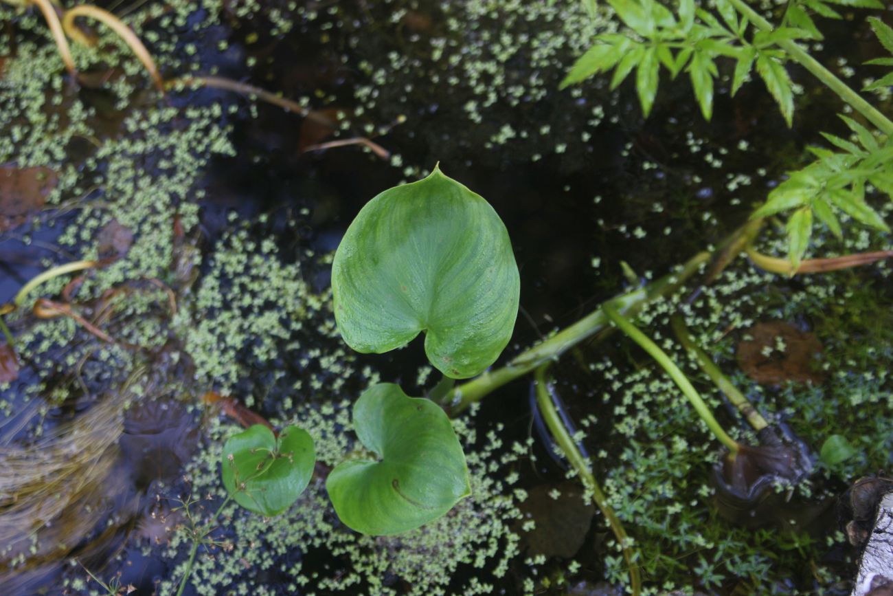 Изображение особи Calla palustris.