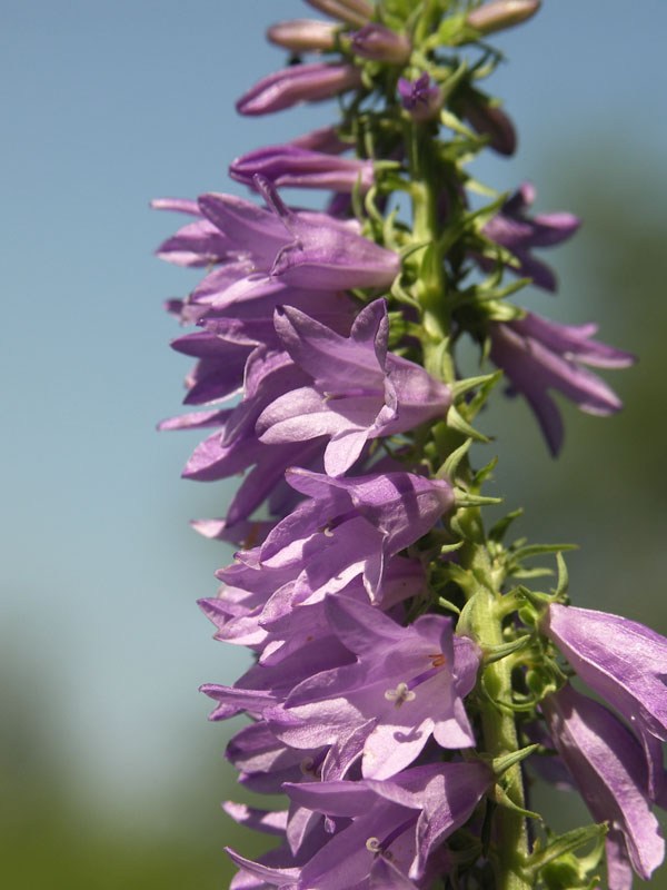 Image of Campanula rapunculoides specimen.