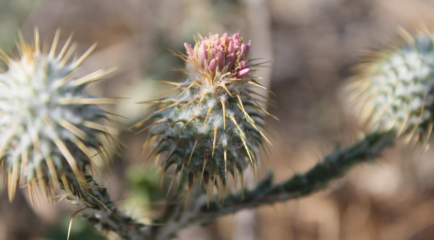 Изображение особи Cousinia perovskiensis.