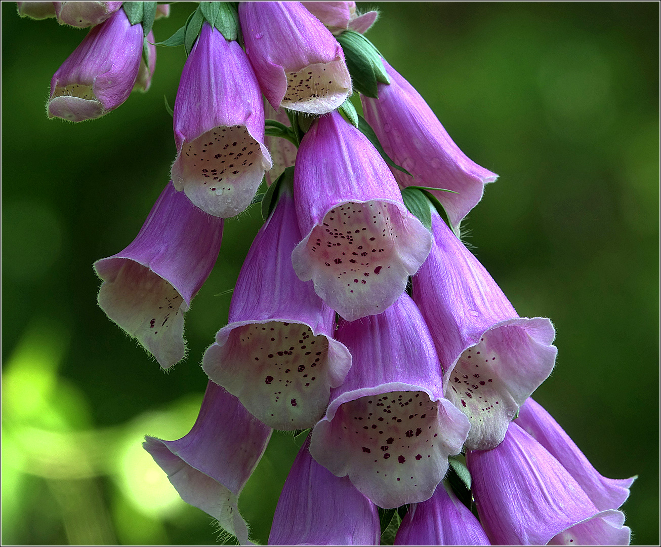 Image of Digitalis purpurea specimen.
