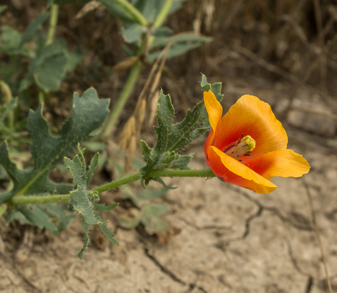 Изображение особи Glaucium corniculatum.