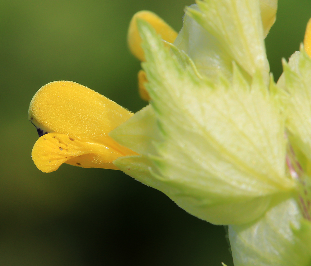 Изображение особи Rhinanthus vernalis.