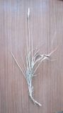 Imperata cylindrica