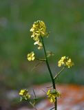 Sisymbrium orientale