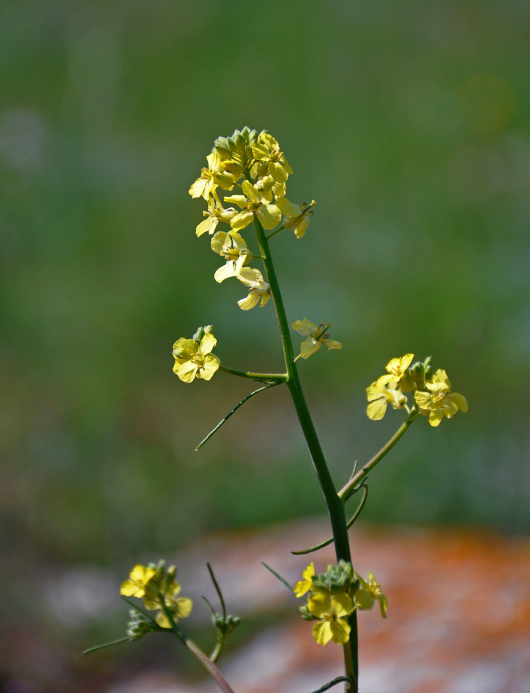 Image of Sisymbrium orientale specimen.