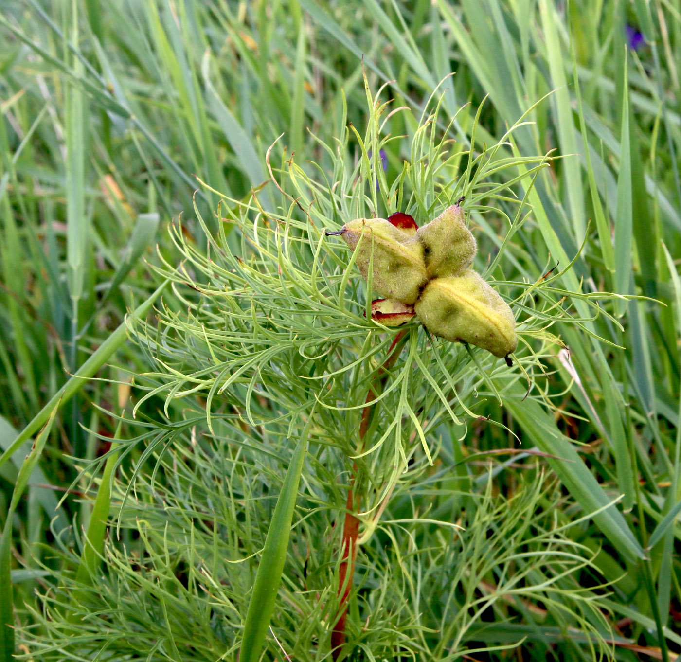 Image of Paeonia tenuifolia specimen.