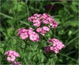 Dianthus barbatus