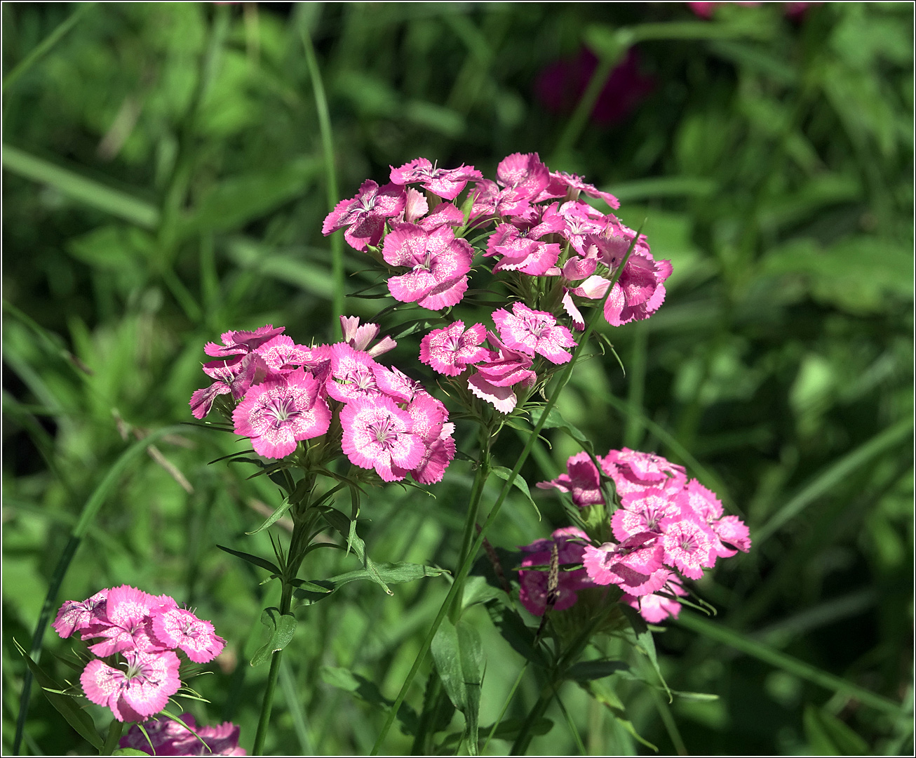 Изображение особи Dianthus barbatus.