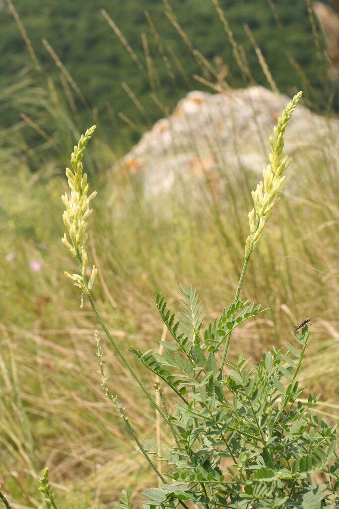 Изображение особи Astragalus asper.