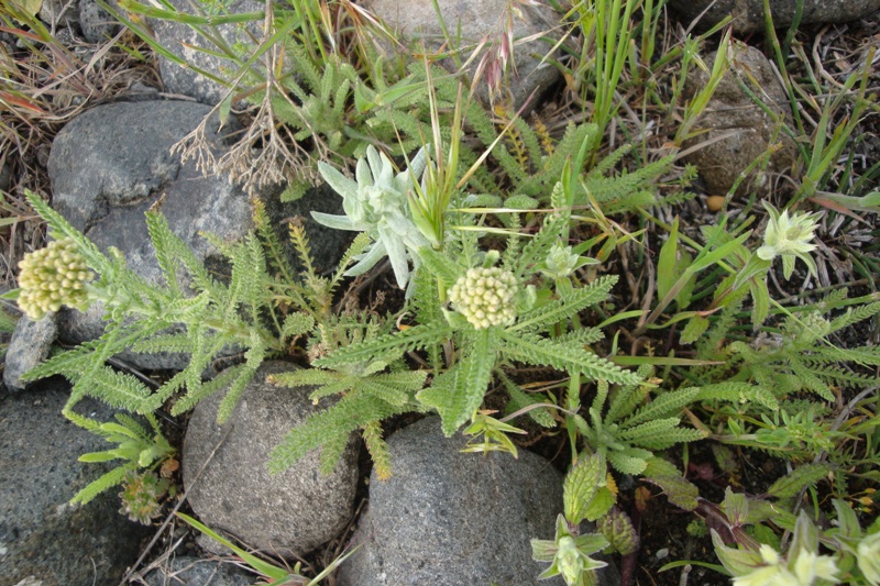 Изображение особи род Achillea.