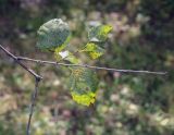 Betula microphylla