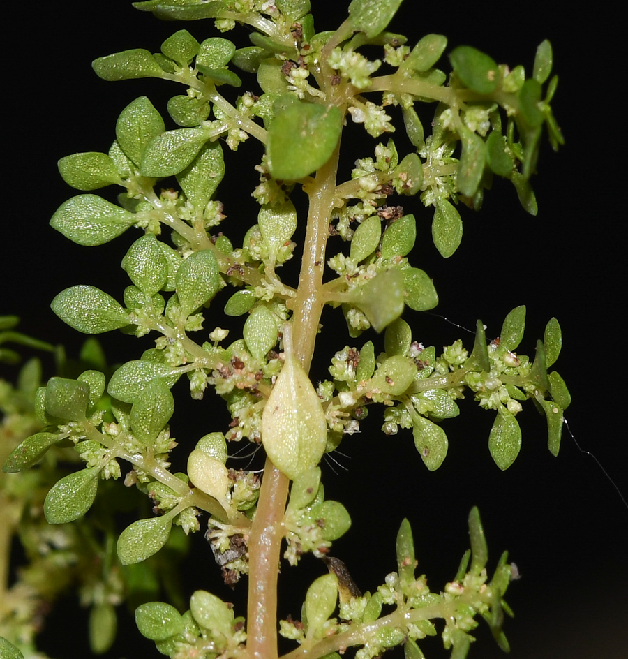 Image of Pilea microphylla specimen.