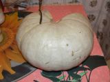 Cucurbita maxima. Плод (часть отрезана). Хабаровск, ул. Ульяновская 60, в культуре. 04.12.2010.