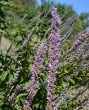 Agastache rugosa