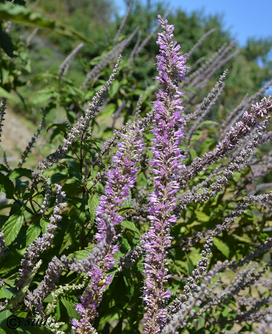 Image of Agastache rugosa specimen.