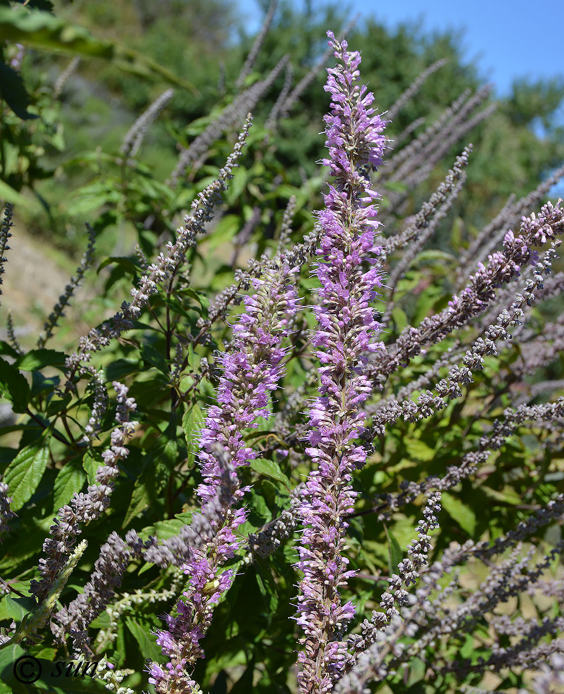 Изображение особи Agastache rugosa.