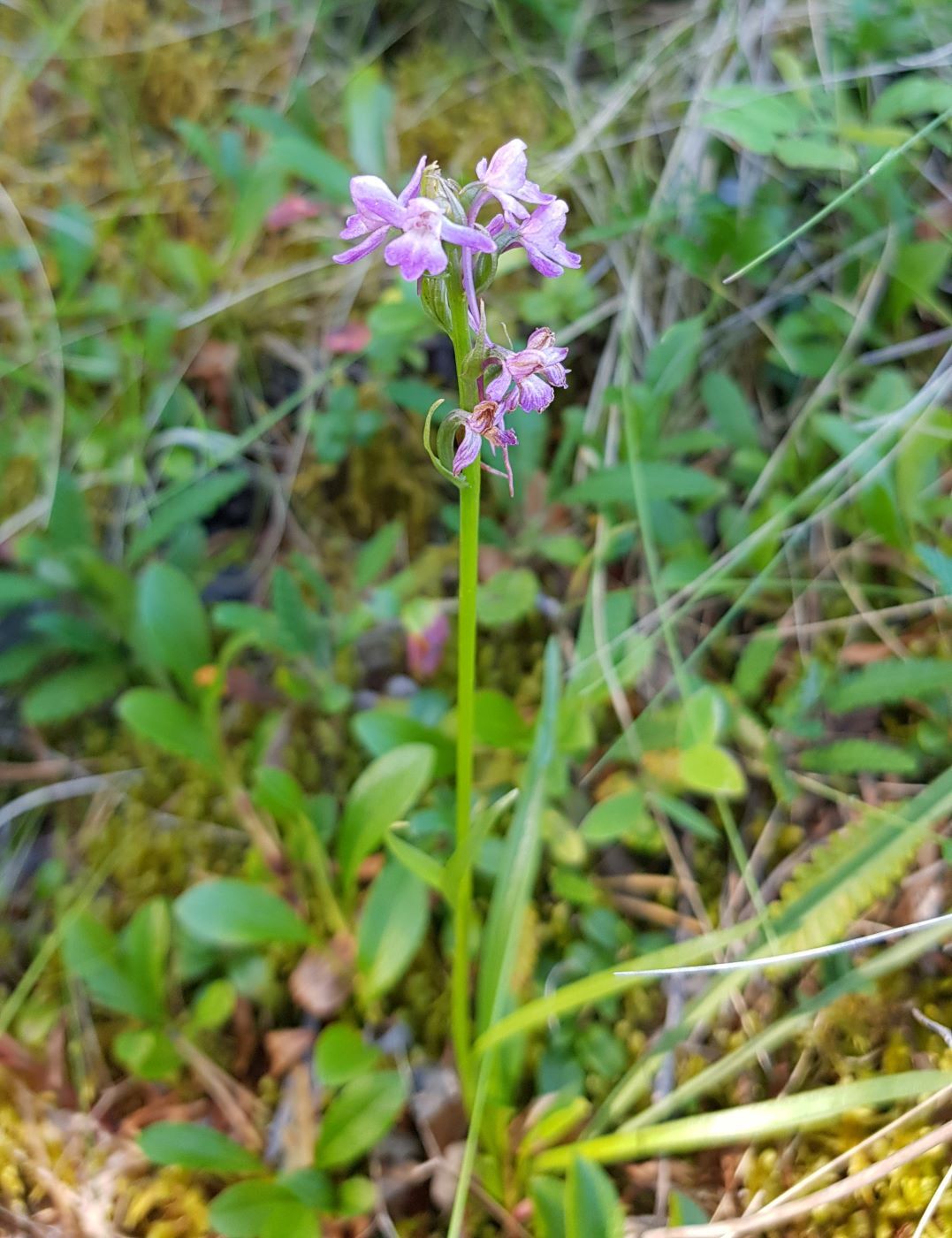 Изображение особи Gymnadenia conopsea.