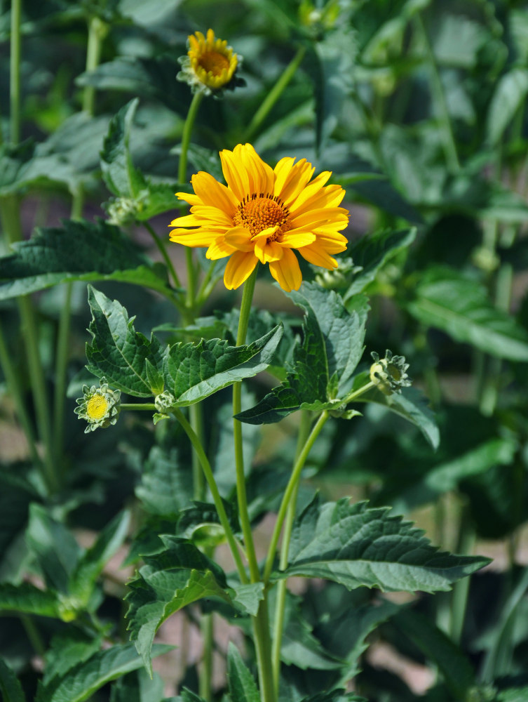 Изображение особи Heliopsis helianthoides ssp. scabra.