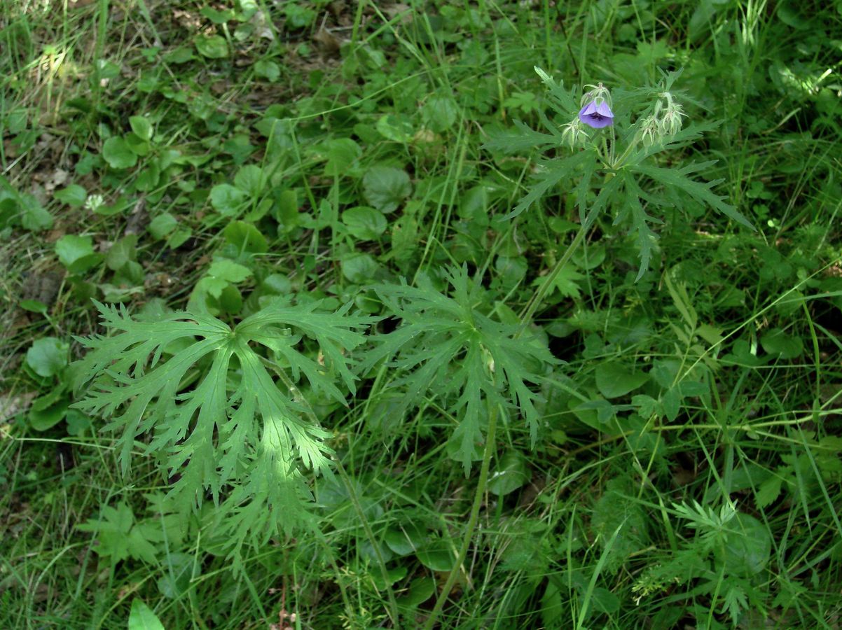 Image of Geranium transbaicalicum ssp. turczaninovii specimen.