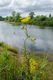 Hieracium umbellatum. Цветущее и бутонизирующее растение. Кировская обл., Афанасьевский р-н, окр. пгт Афанасьево, долина р. Кама, разнотравно-злаковый луг. 24 июля 2021 г.