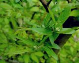 Mespilus germanica. Побеги с бутонами. Азербайджан, Масаллинский р-н. 14.04.2010.