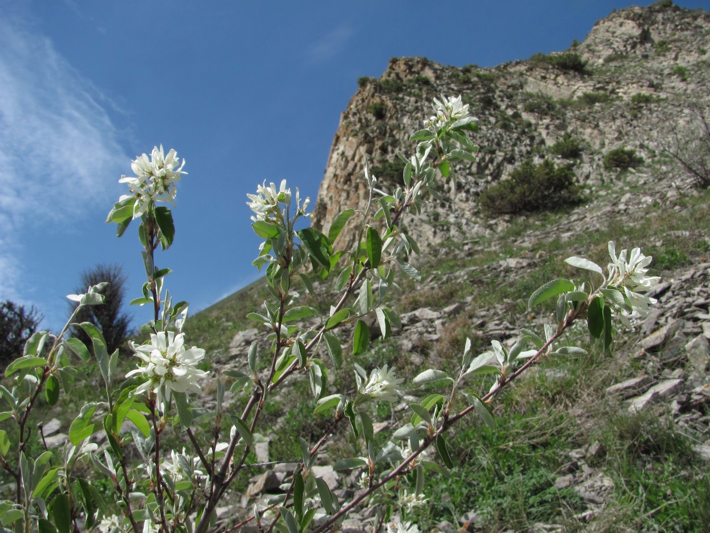 Image of Amelanchier ovalis specimen.