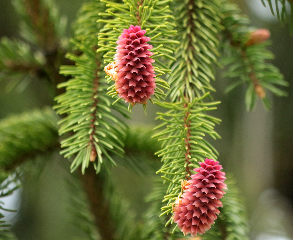 Image of Picea abies specimen.