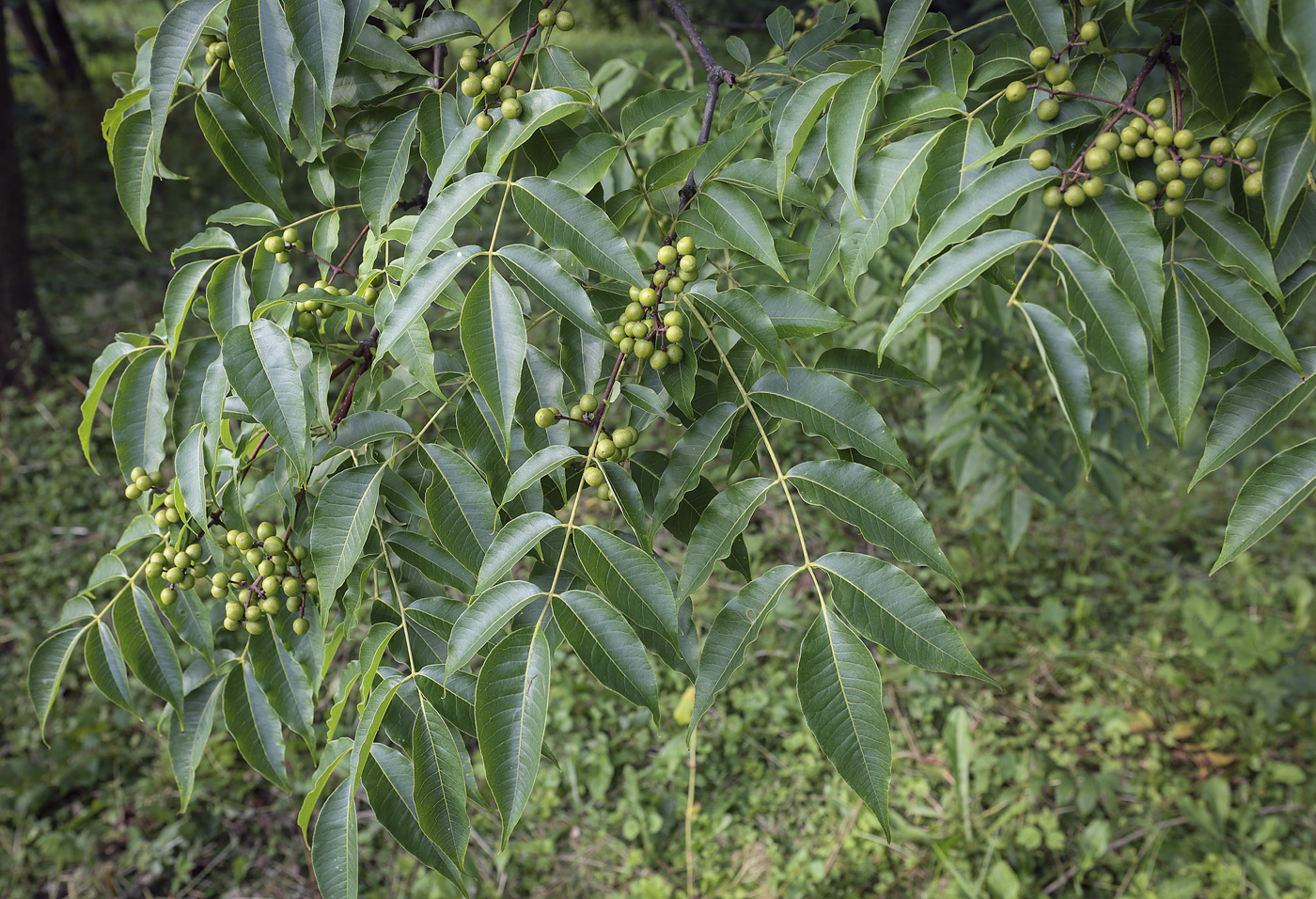 Изображение особи Phellodendron amurense.