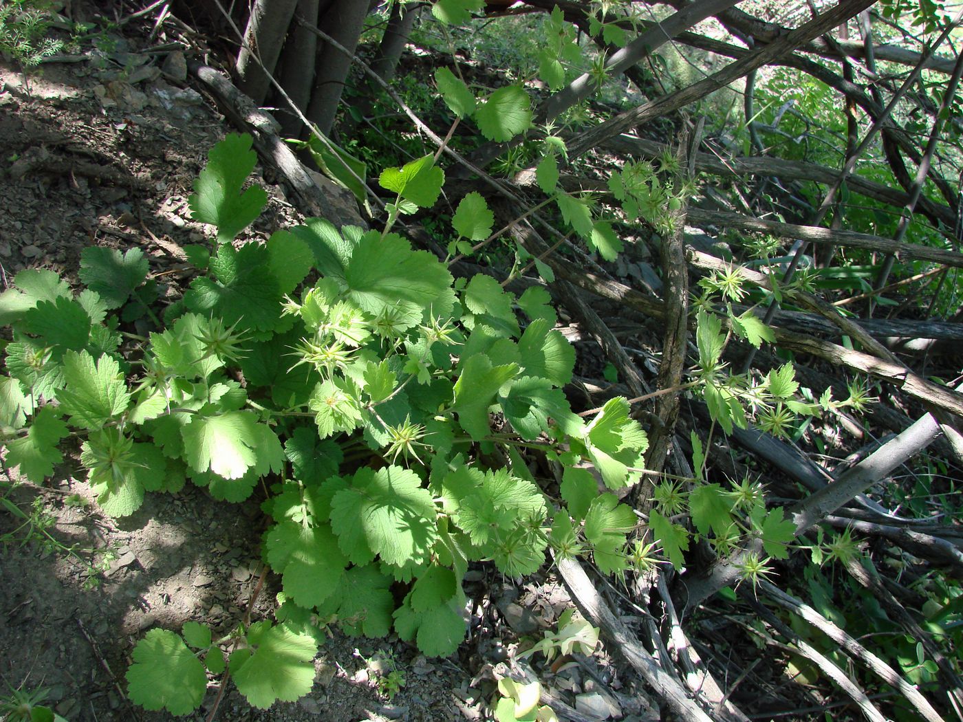 Изображение особи Orthurus heterocarpus.