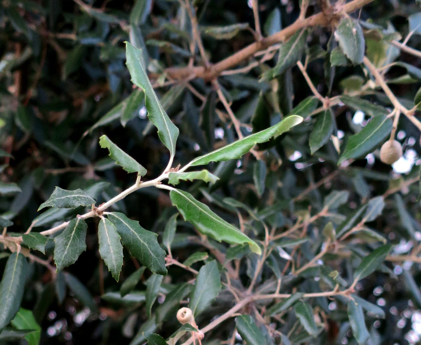 Изображение особи Quercus ilex.