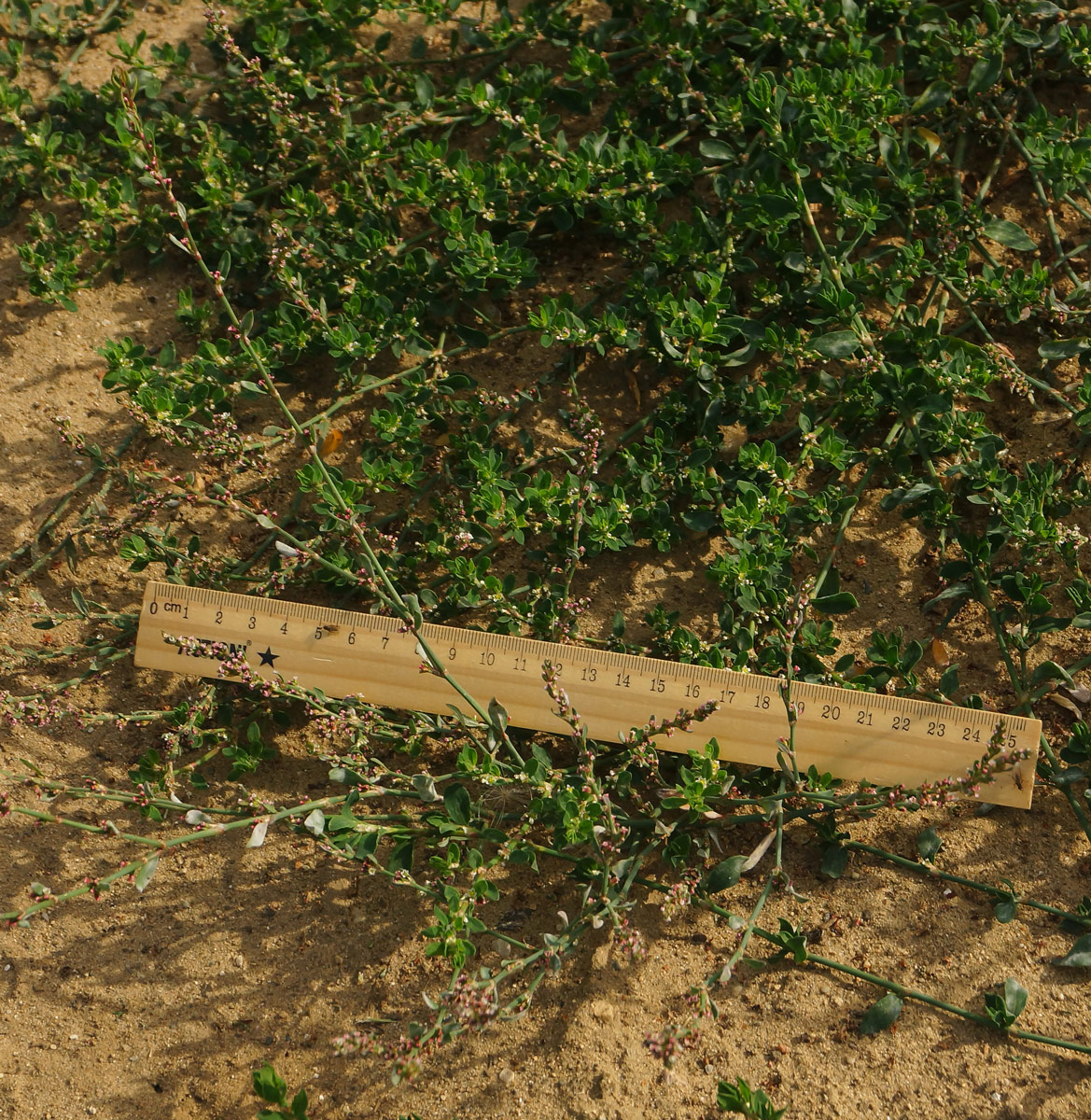Image of Polygonum arenastrum specimen.