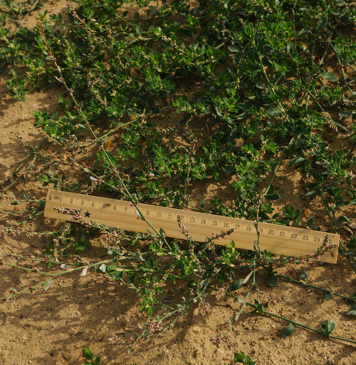 Image of Polygonum arenastrum specimen.