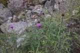 Cirsium serratuloides. Цветущее растение. Алтай, Улаганский р-н, Курайский хр., берег р. Чибитка выше устья р. Ярлы-Амры, каменистый склон. 6 августа 2020 г.