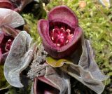 Asarum sieboldii