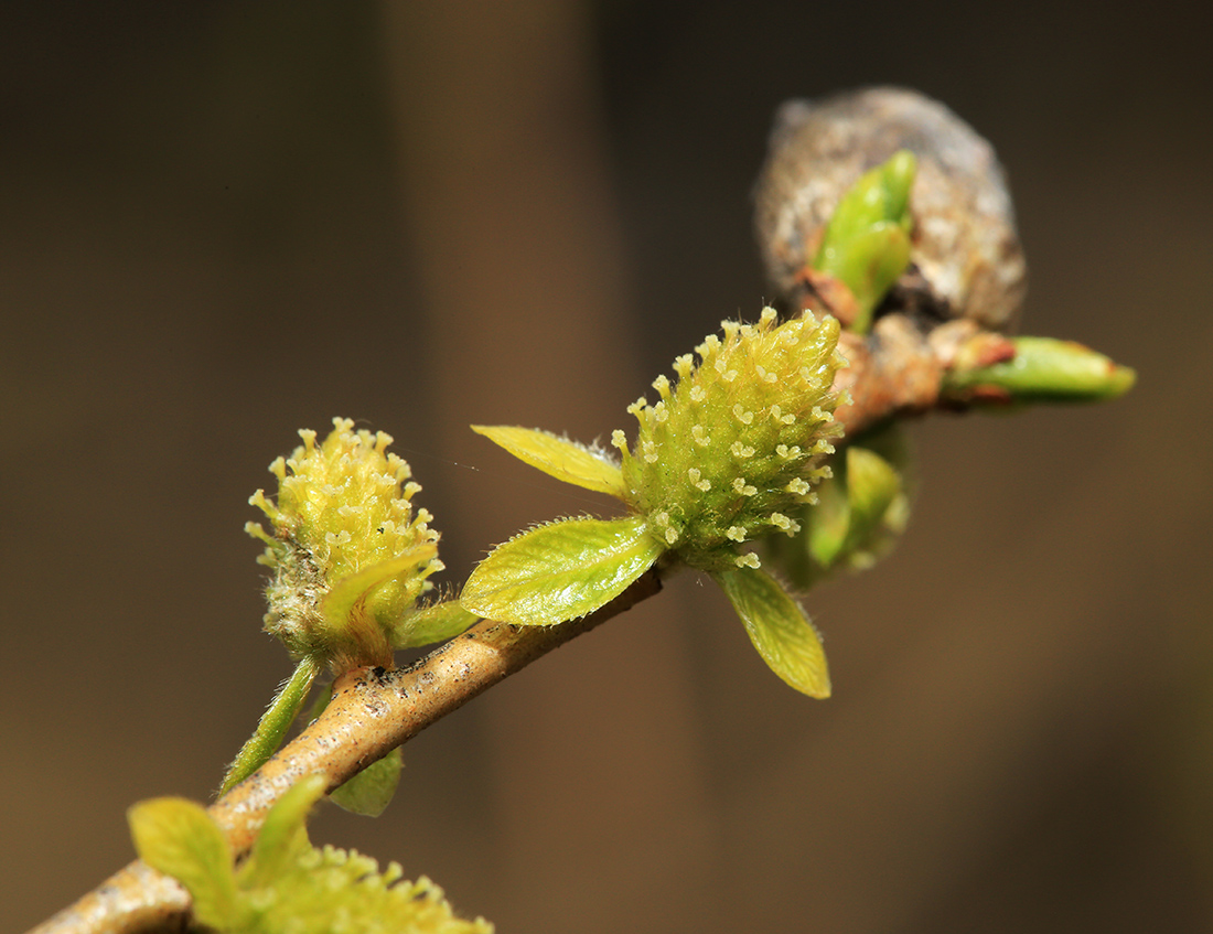 Изображение особи Salix pierotii.