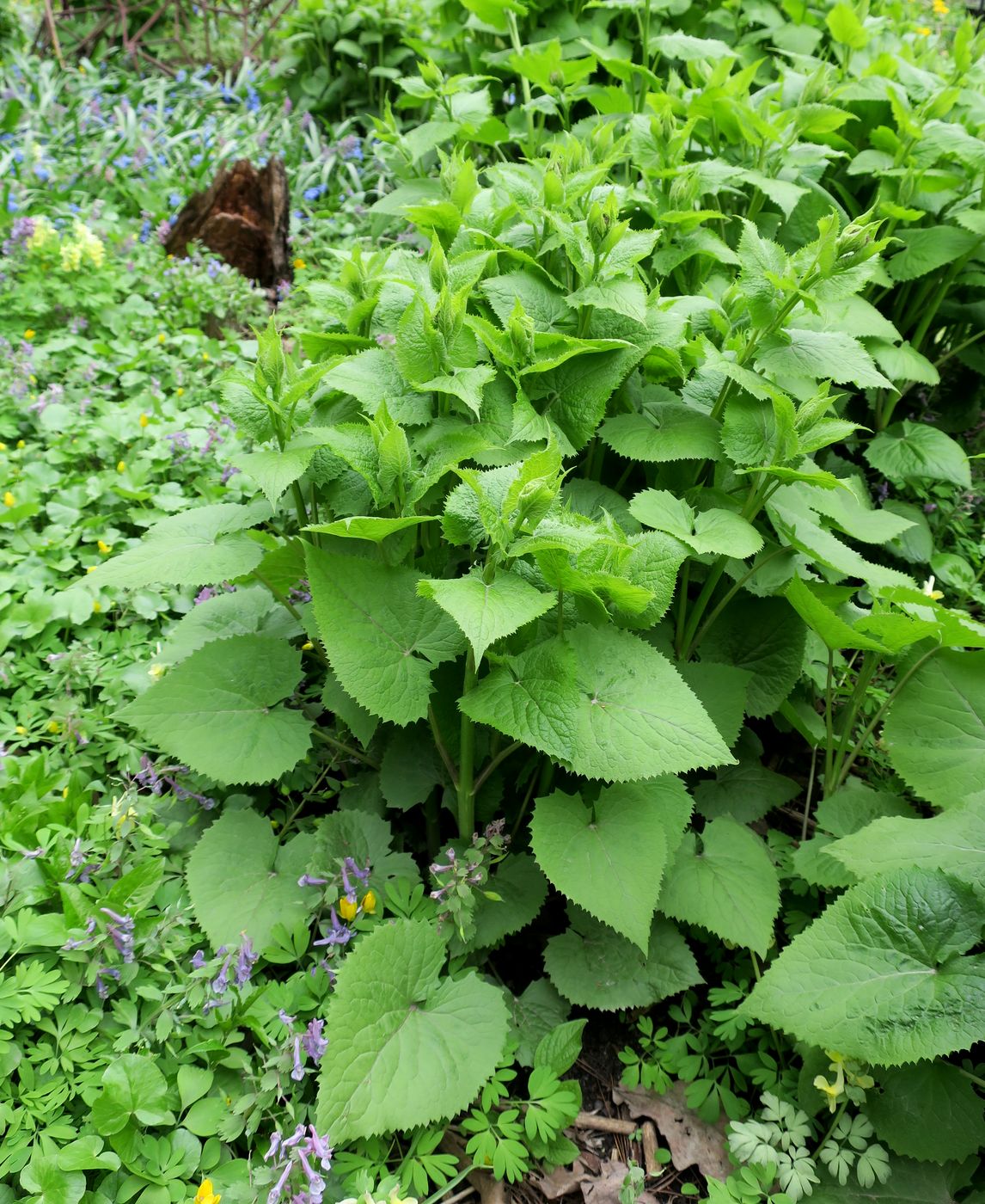 Изображение особи Lunaria rediviva.