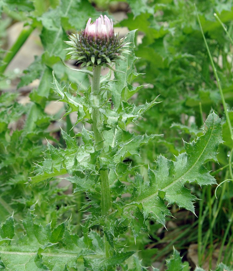 Изображение особи Carduus laciniatus.