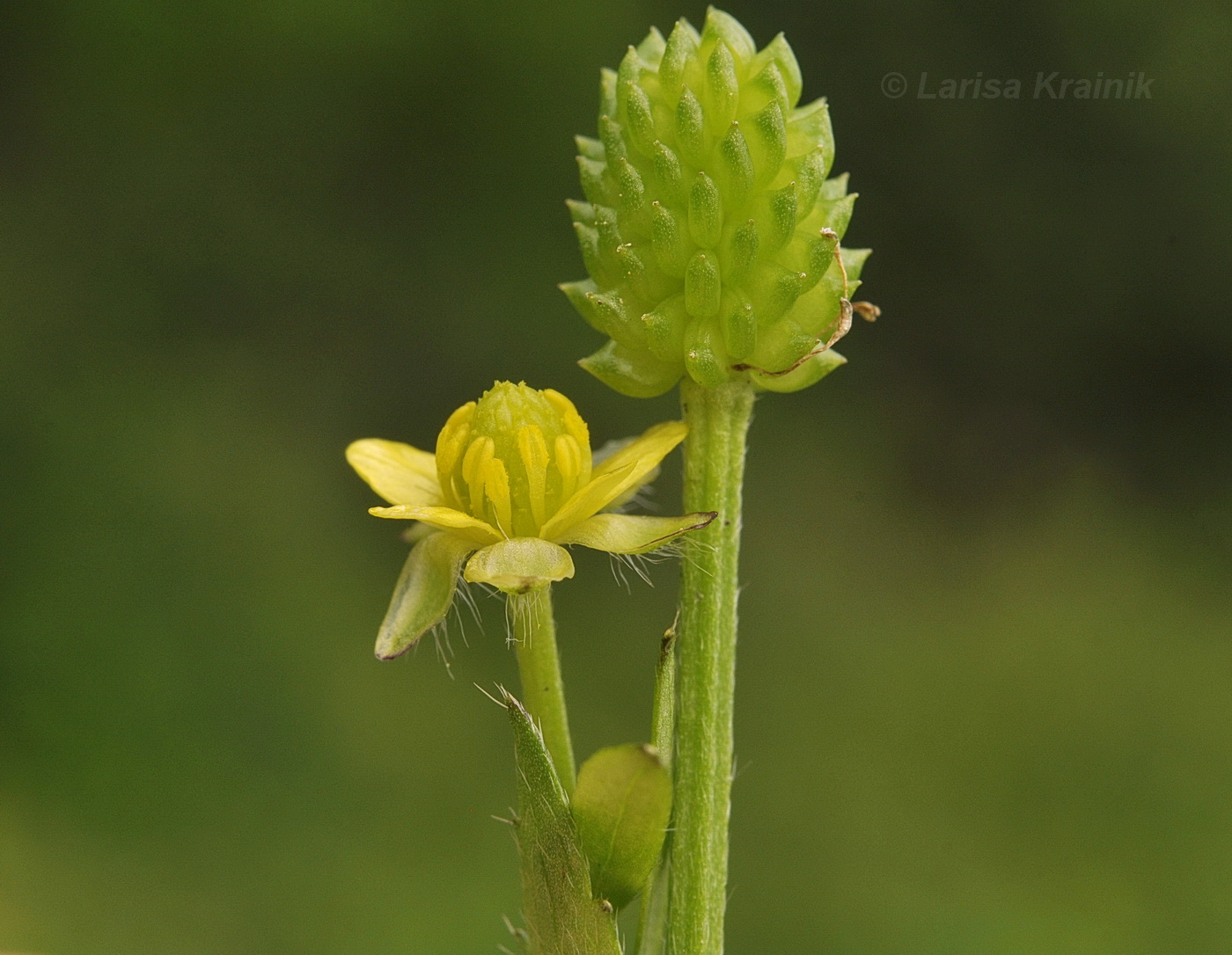 Image of Ranunculus chinensis specimen.