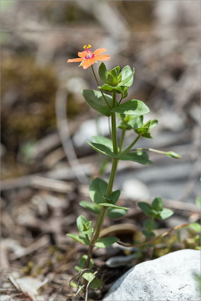 Image of Anagallis arvensis specimen.