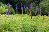 Veronicastrum borissovae