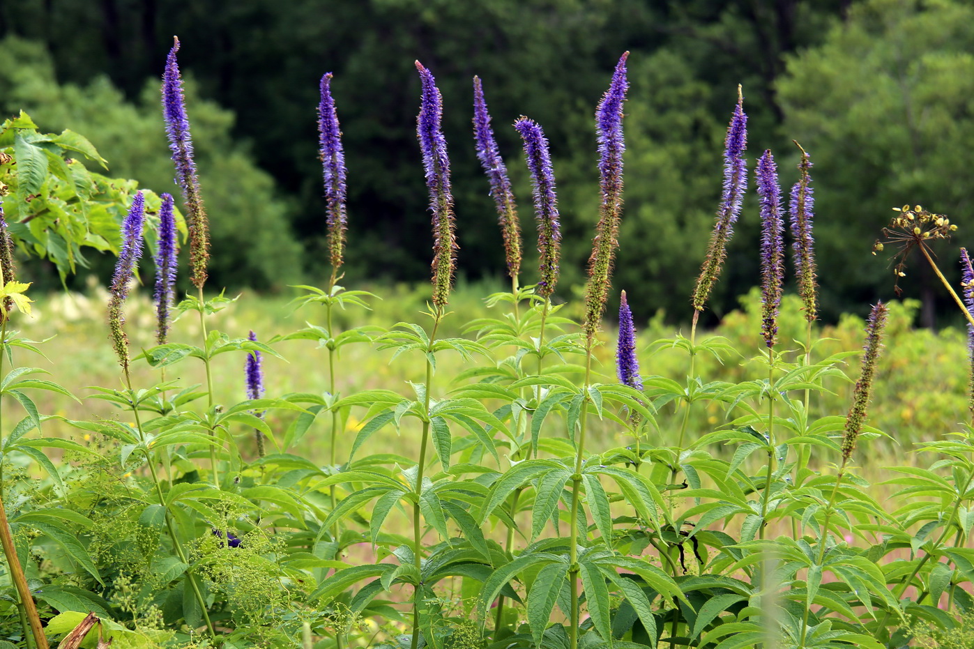 Изображение особи Veronicastrum borissovae.