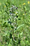 Nonea rossica