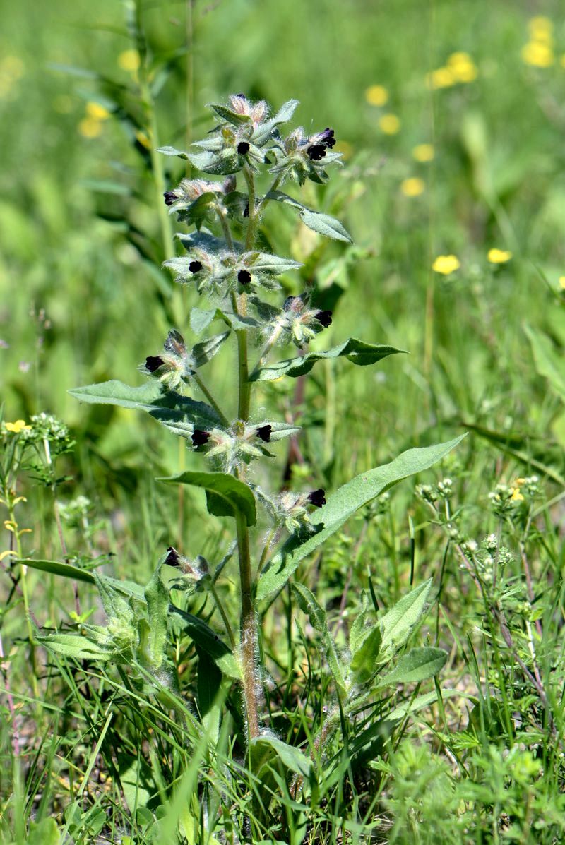 Image of Nonea rossica specimen.