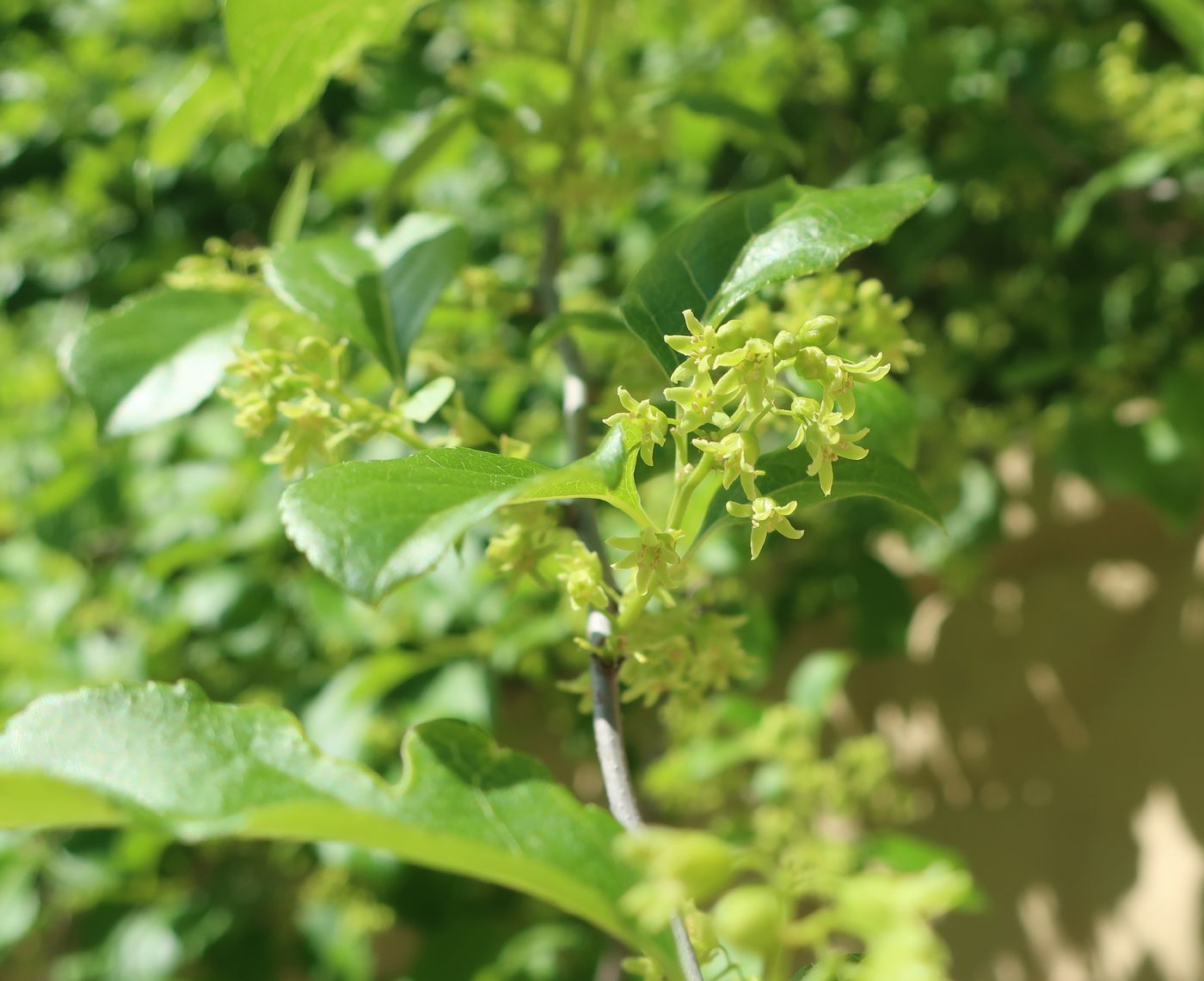 Изображение особи Celastrus orbiculata.