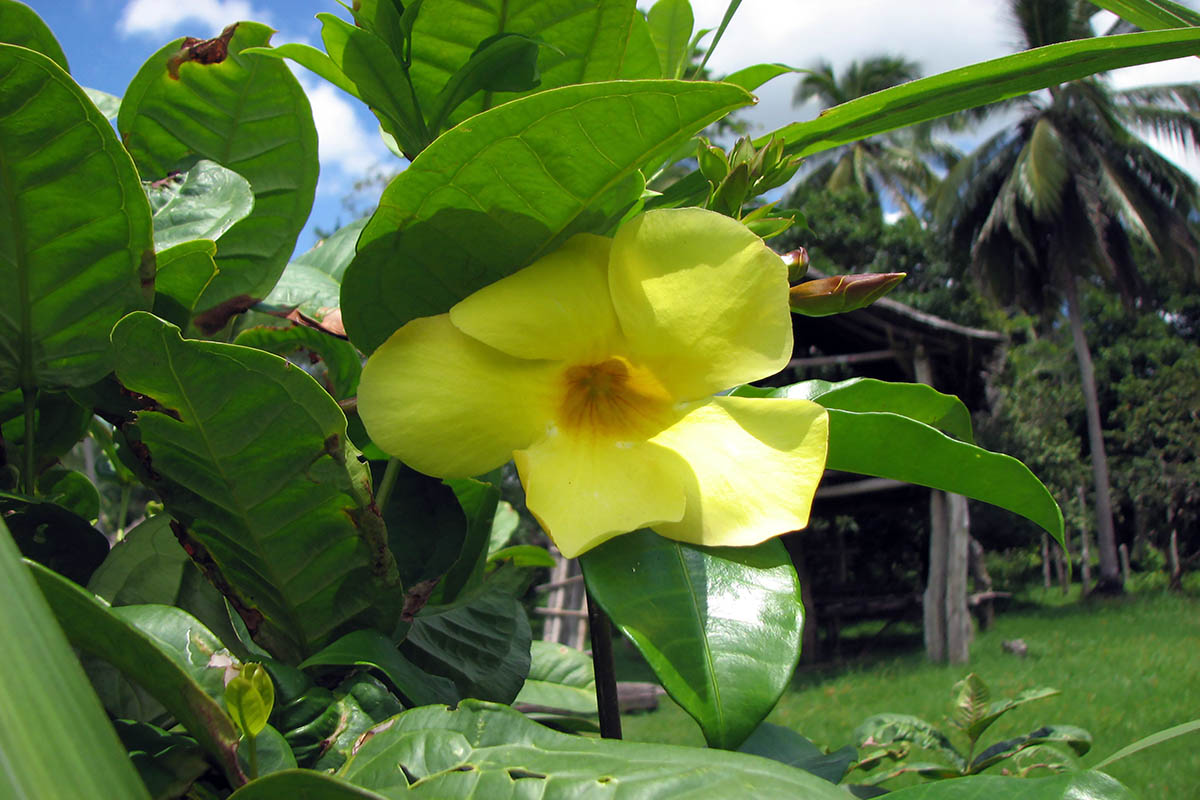 Изображение особи Allamanda cathartica.