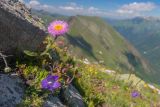 Erigeron venustus