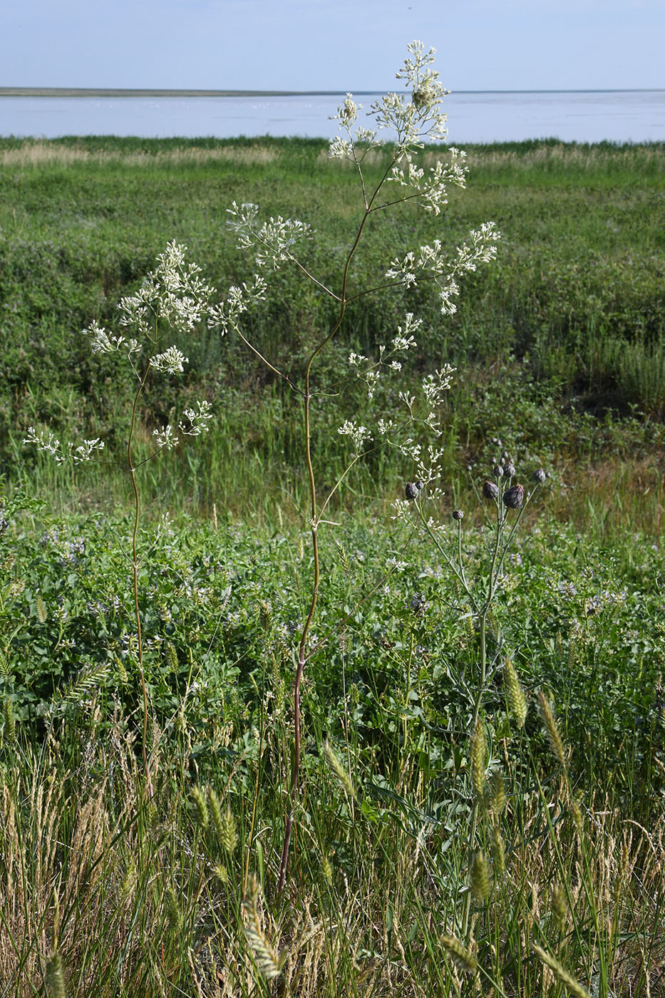 Image of Silene wolgensis specimen.