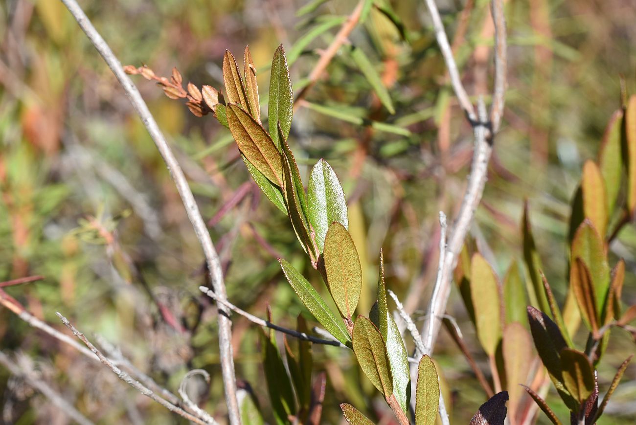 Image of Chamaedaphne calyculata specimen.